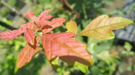 ACER griseum - image 3