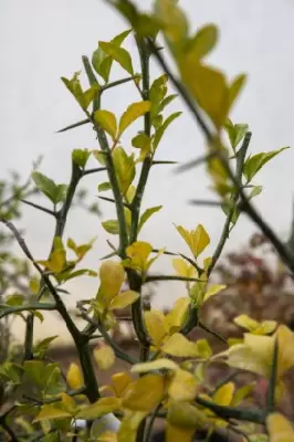 PONCIRUS trifoliata