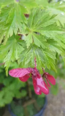 ACER japonicum 'Aconitifolium' - image 2