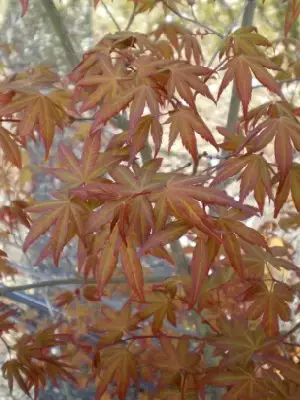 ACER palmatum