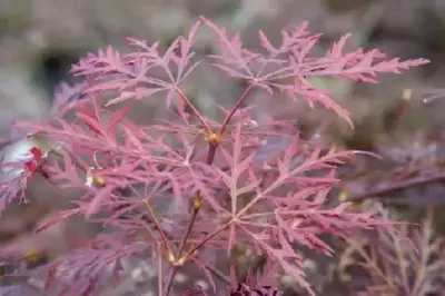 ACER palmatum dissectum 'Garnet'