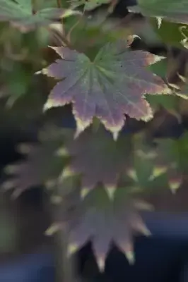 ACER shirasawanum 'Jordan' - image 6