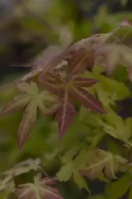 ACER shirasawanum 'Jordan' - image 7