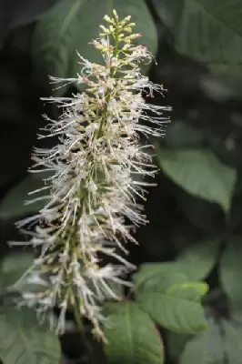 AESCULUS parviflora