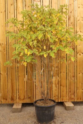 BROUSSONETIA papyrifera