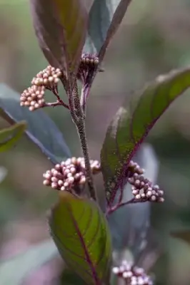 CALLICARPA 'Pearl Glam' - image 2