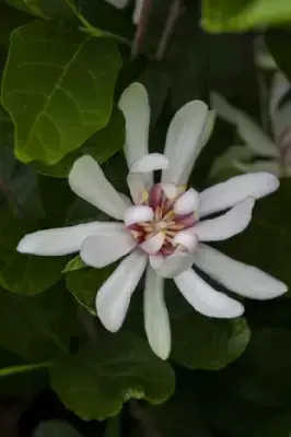 CALYCANTHUS 'Venus'