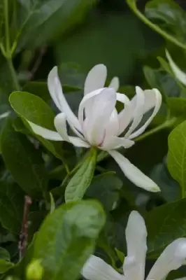 CALYCANTHUS 'Venus' - image 2