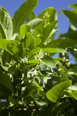 CHIONANTHUS virginicus