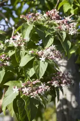 CLERODENDRUM trichotomum