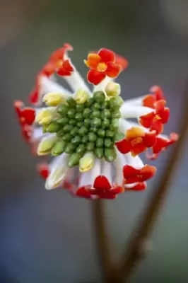 EDGEWORTHIA chrysantha 'Red Dragon'