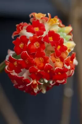 EDGEWORTHIA chrysantha 'Red Dragon' - image 2
