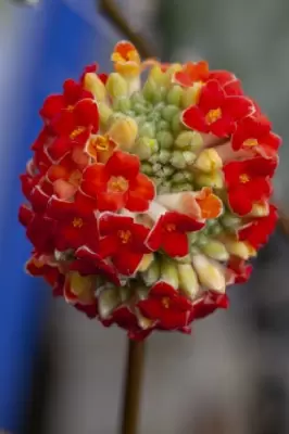 EDGEWORTHIA chrysantha 'Red Dragon' - image 3