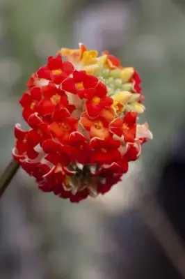 EDGEWORTHIA chrysantha 'Red Dragon' - image 5