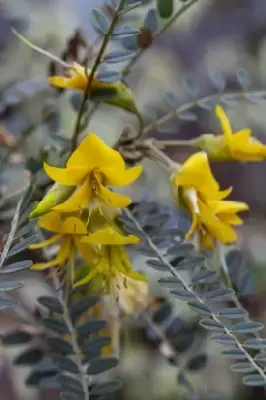 SOPHORA 'Sun King' - image 3