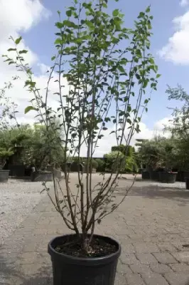BETULA albosinensis 'Fascination' - image 3