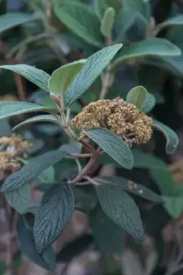 VIBURNUM rhytidophyllum 'Variegatum'