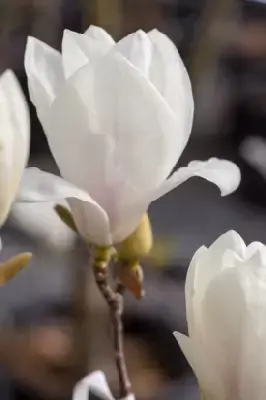 MAGNOLIA x soulangeana 'Alba Superba' - image 5