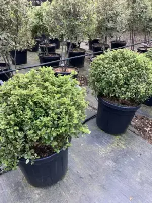 PITTOSPORUM tenuifolium 'Pompom'