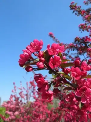 MALUS 'Prairifire'