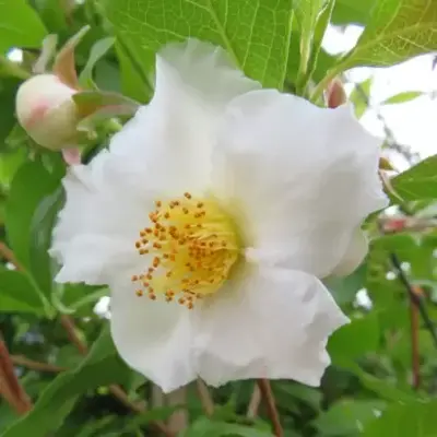 STEWARTIA pseudocamellia