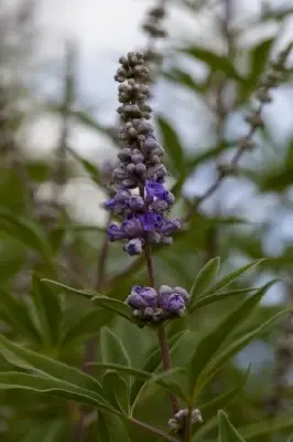 VITEX agnus-castus - image 1