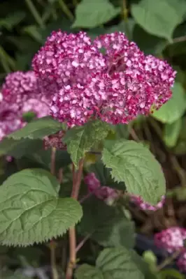 HYDRANGEA arborescens 'BellaRagazza Mauvette'