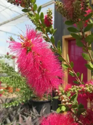 CALLISTEMON viminalis 'Hot Pink' - image 1