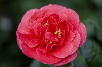 CAMELLIA japonica 'Lady Campbell' - image 2