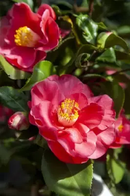 CAMELLIA japonica 'Doctor King' - image 1