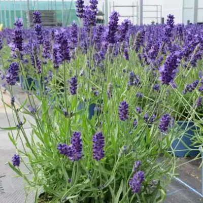 LAVANDULA angustifolia 'Beezee Dark Blue' - image 2