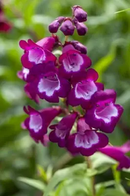 PENSTEMON 'Arabesque Violet' - image 2