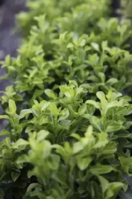 EUONYMUS japonicus 'Green Spire' - image 2
