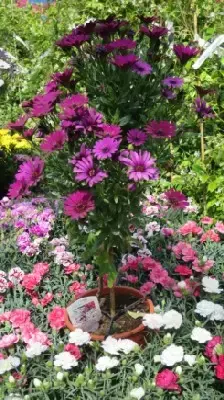 BEDDING OSTEOSPERMUM mixed