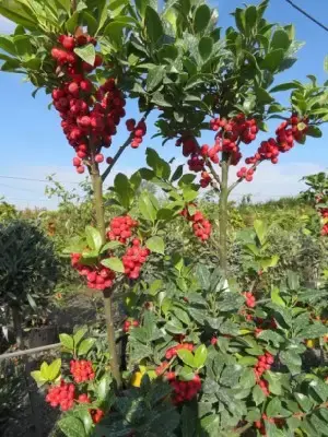 ILEX x meserveae 'Castle Spire' - image 5