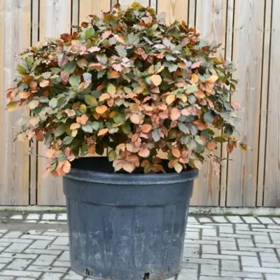 FAGUS sylvatica 'Purpurea Nana'