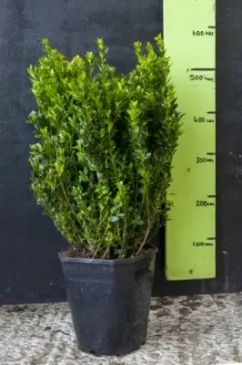 BUXUS sempervirens