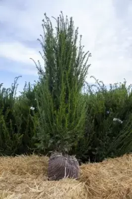 TAXUS baccata - image 1