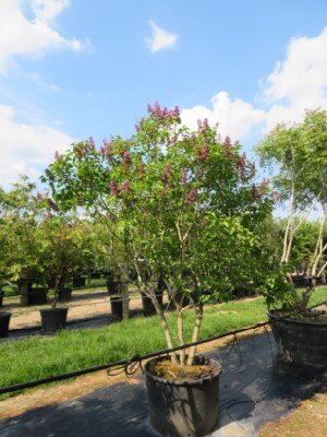 SYRINGA vulgaris