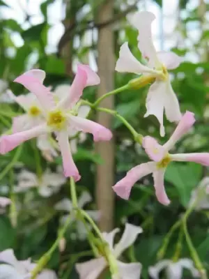 TRACHELOSPERMUM asiaticum 'Pink Showers'