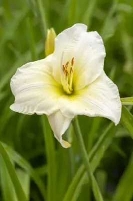 HEMEROCALLIS 'Joan Senior'