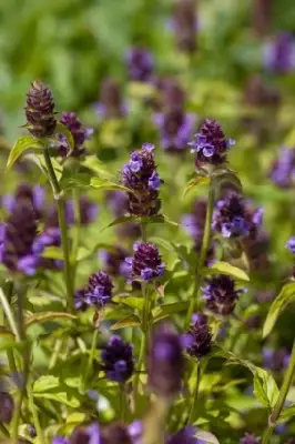 PRUNELLA grandiflora violet flowered