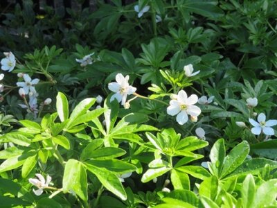 CHOISYA x dewitteana 'Greenfingers'