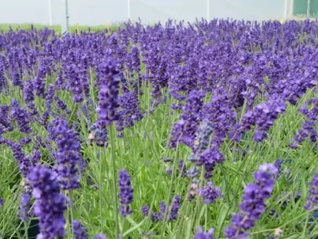 LAVANDULA angustifolia 'Beezee Dark Blue'