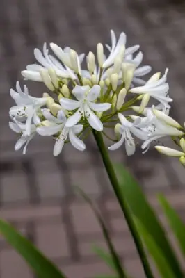 AGAPANTHUS 'Stephanie's Charm'