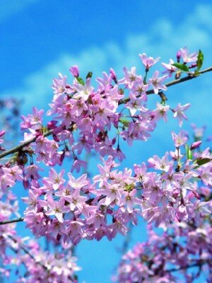 PRUNUS itosakura 'Stellata'