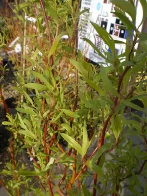 SALIX 'Erythroflexuosa'