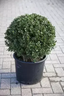 ILEX crenata 'Dark Green'