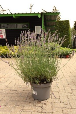 LAVANDULA x intermedia 'Phenomenal'