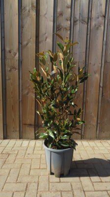 MAGNOLIA grandiflora 'Alta'